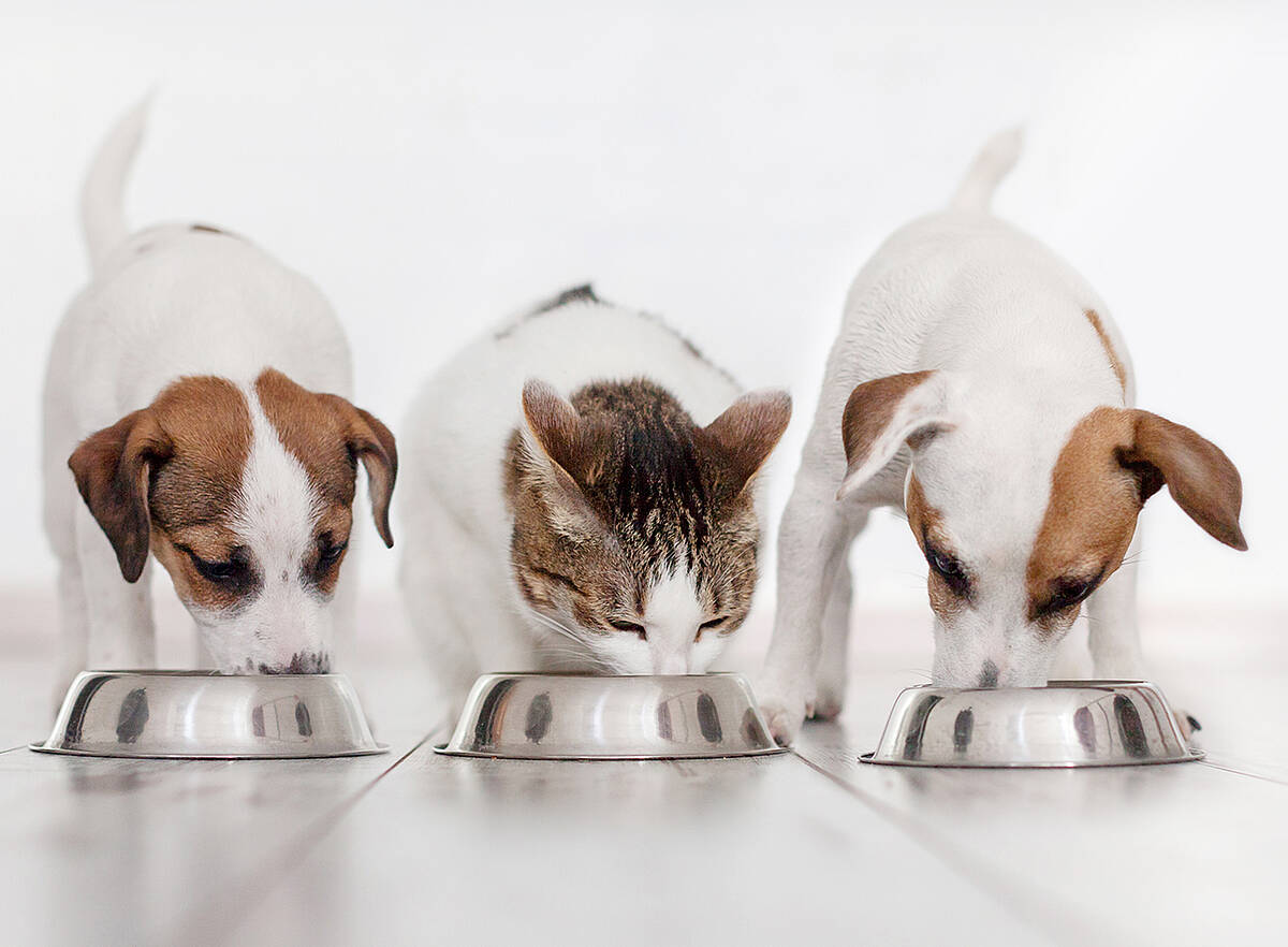 Mascotas comiendo comida para mascotas