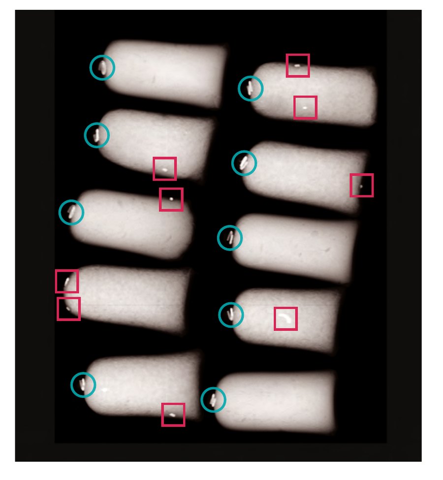X-ray image of clipped fresh pet food packs with detected foreign bodies marked