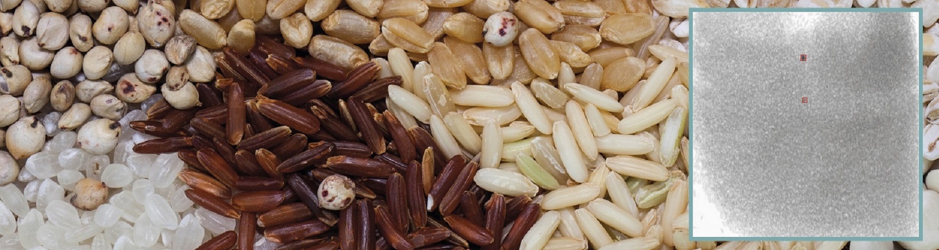 Foreign body detection in cereals